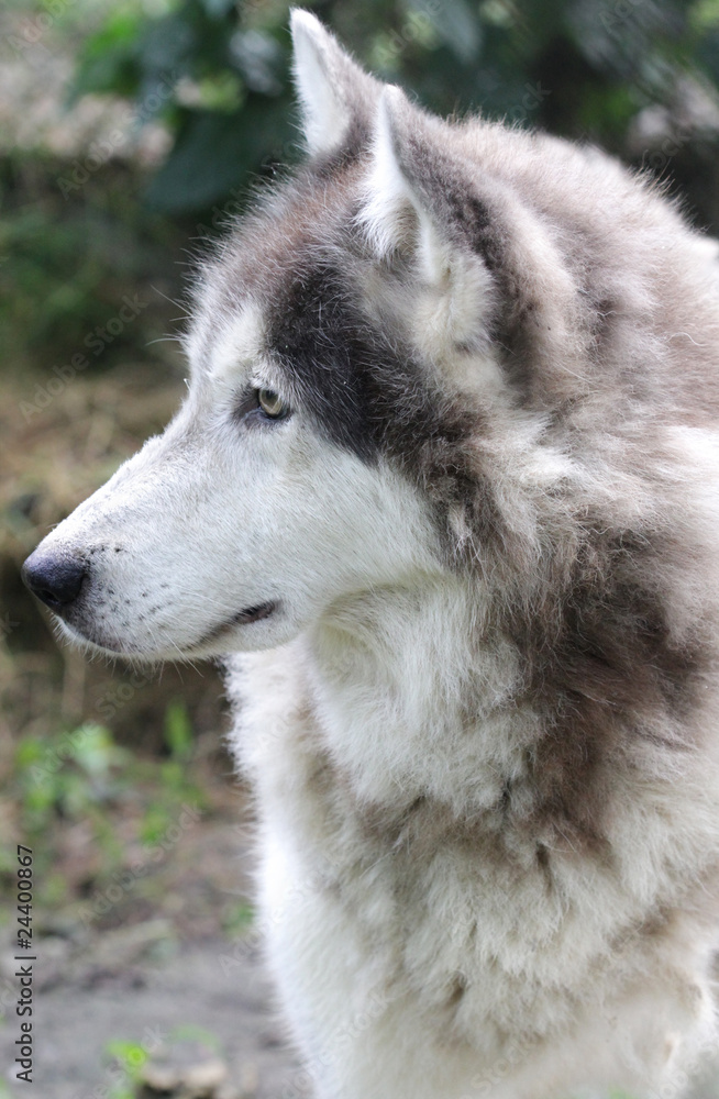 Fototapeta premium Wolf