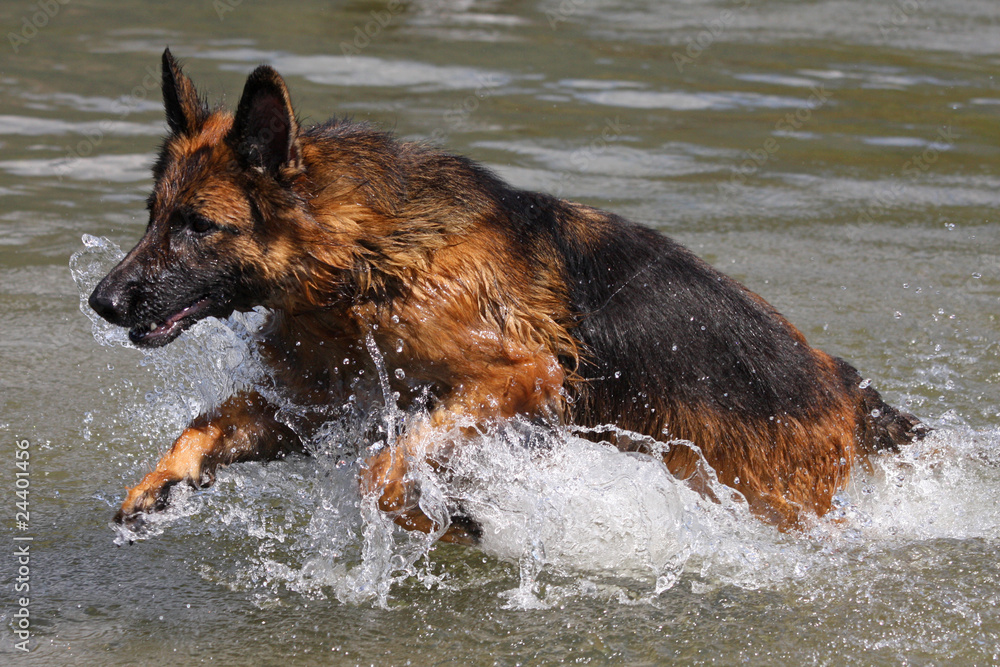 Deutscher Schäferhund Deutscher Schäferhund