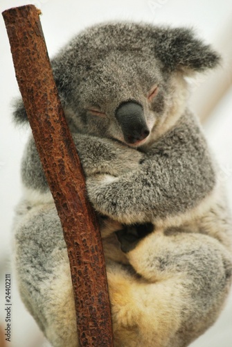 sleeping Koala 4