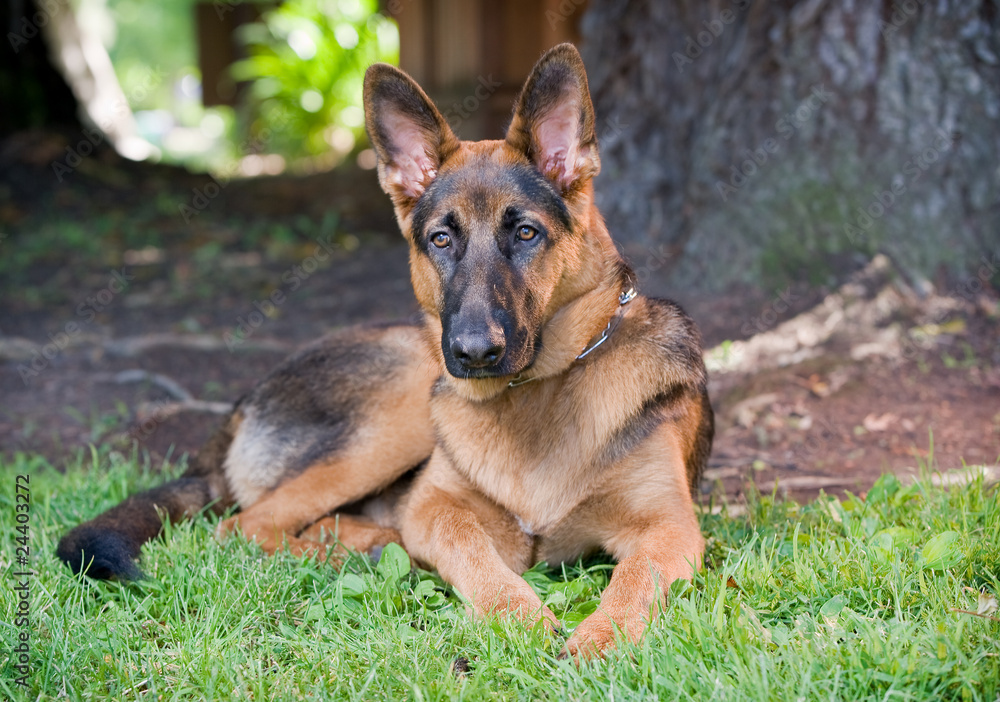German Shepherd Dog German Shepherd Dog