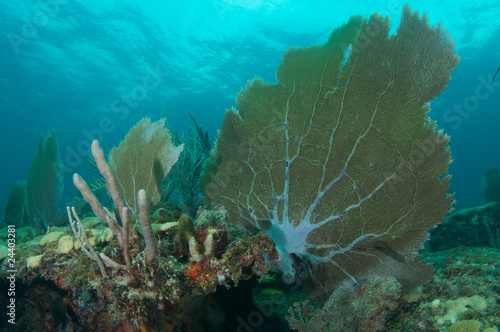 Sea Fan on a coral ledge in Broward County, Florida