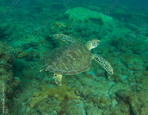 Green Sea Turtle-Chelonia mydas on a reef in Florida. © pipehorse
