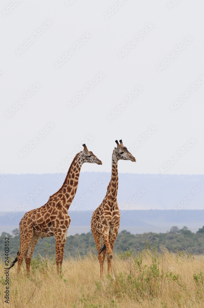 Obraz premium The giraffe (Giraffa camelopardalis) at Masai Mara, Kenya