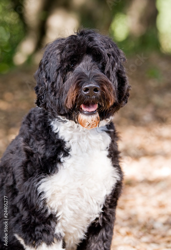 Portuguese water dog