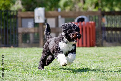Portuguese water dog running