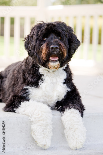 Portuguese water dog