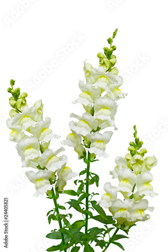 White Snapdragon photo