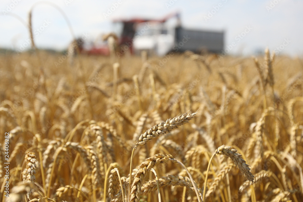 Combine working on a wheat field