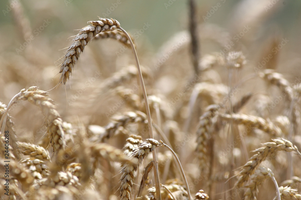 Golden wheat growing in a farm field