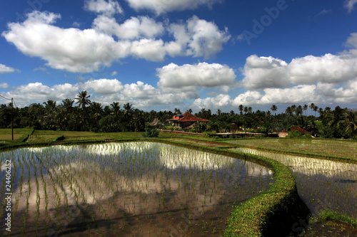 Serene rice fields
