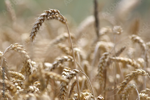 Obraz na płótnie Golden wheat growing in a farm field w salonie