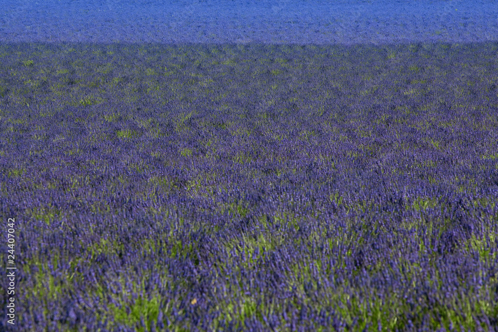 Fototapeta premium lavanda