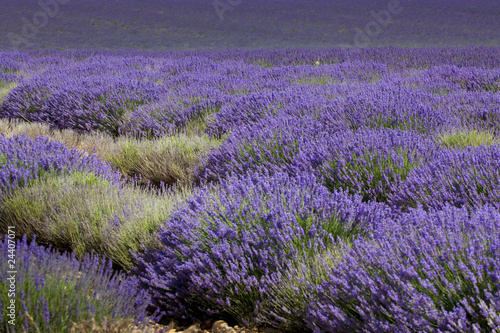 lavanda