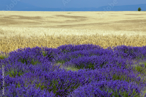 lavanda