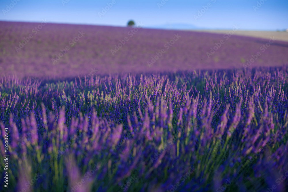 Obraz premium lavanda