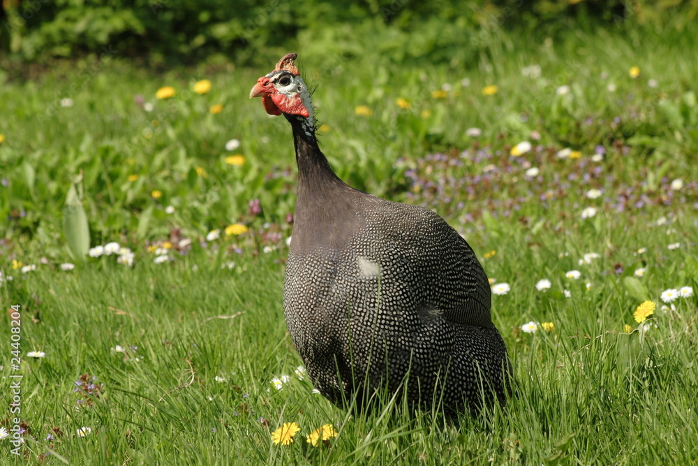 Fototapeta premium guinea-fowl