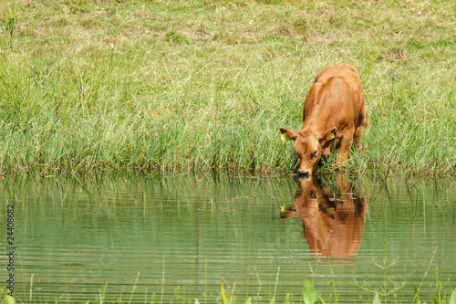 Cow photo