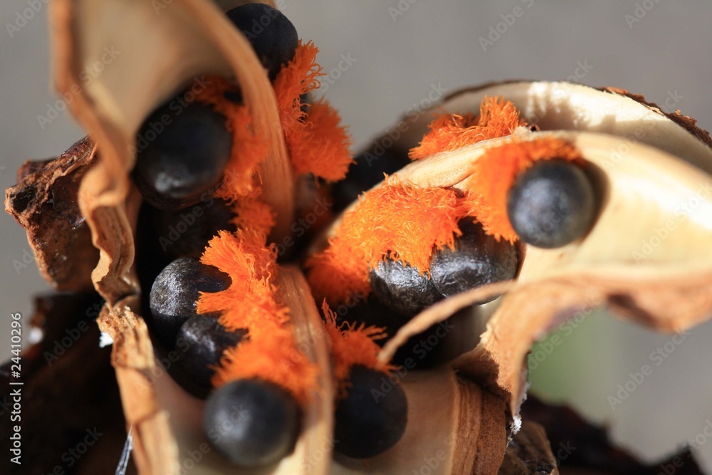 Strelizie StockFoto Adobe Stock