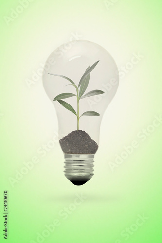 a new born plant in a light bulb
