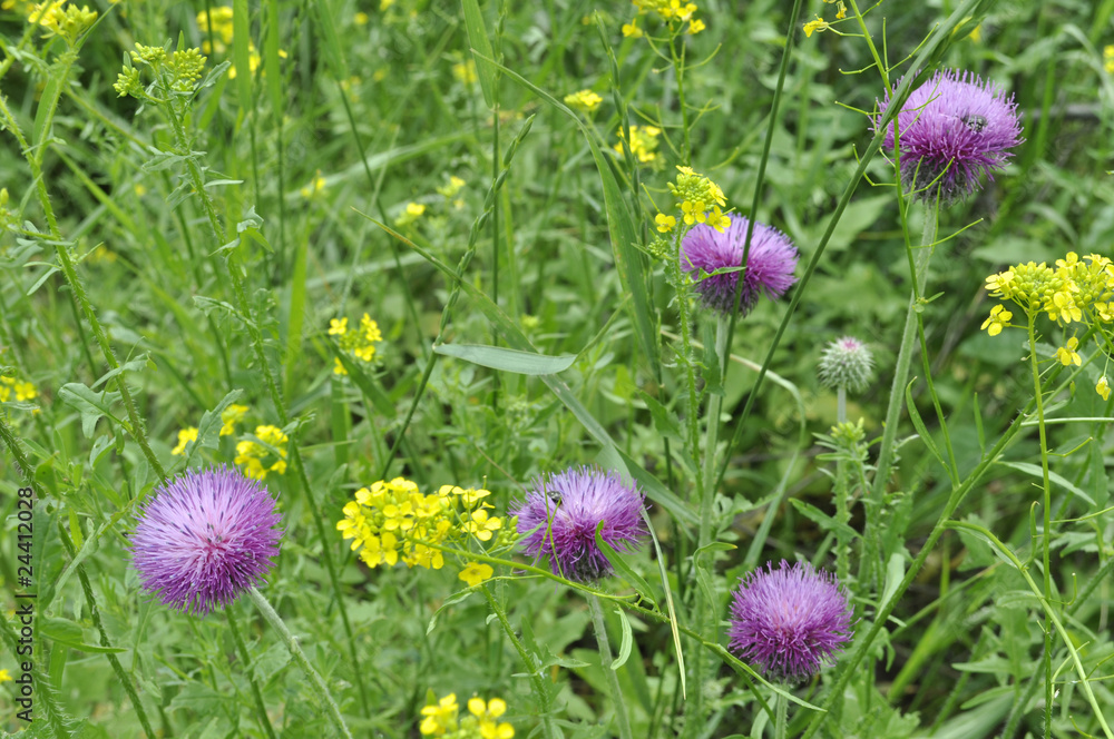 Fototapeta premium Background of meadow with thistles and yellow flowers