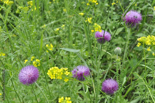 Background of meadow with thistles and yellow flowers