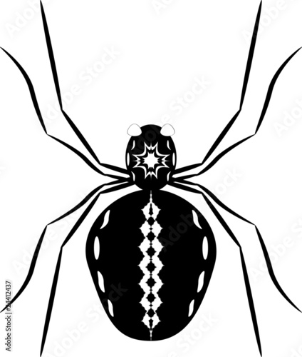 Black spider with white pattern on back, stomach