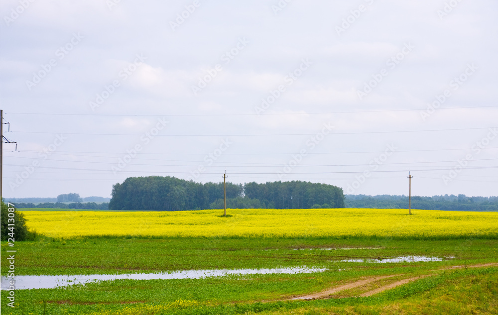 Obraz premium Road through the rape field