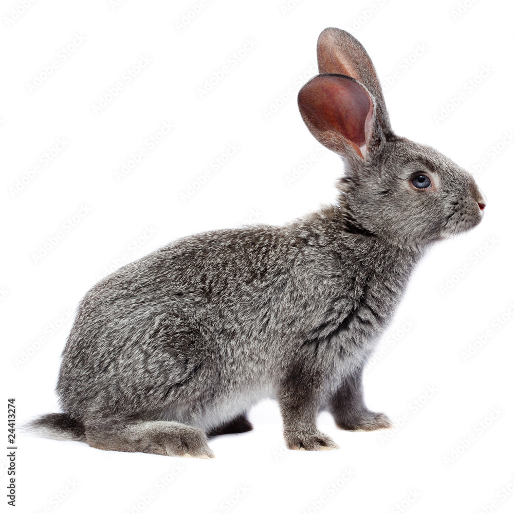 Fototapeta premium Rabbit