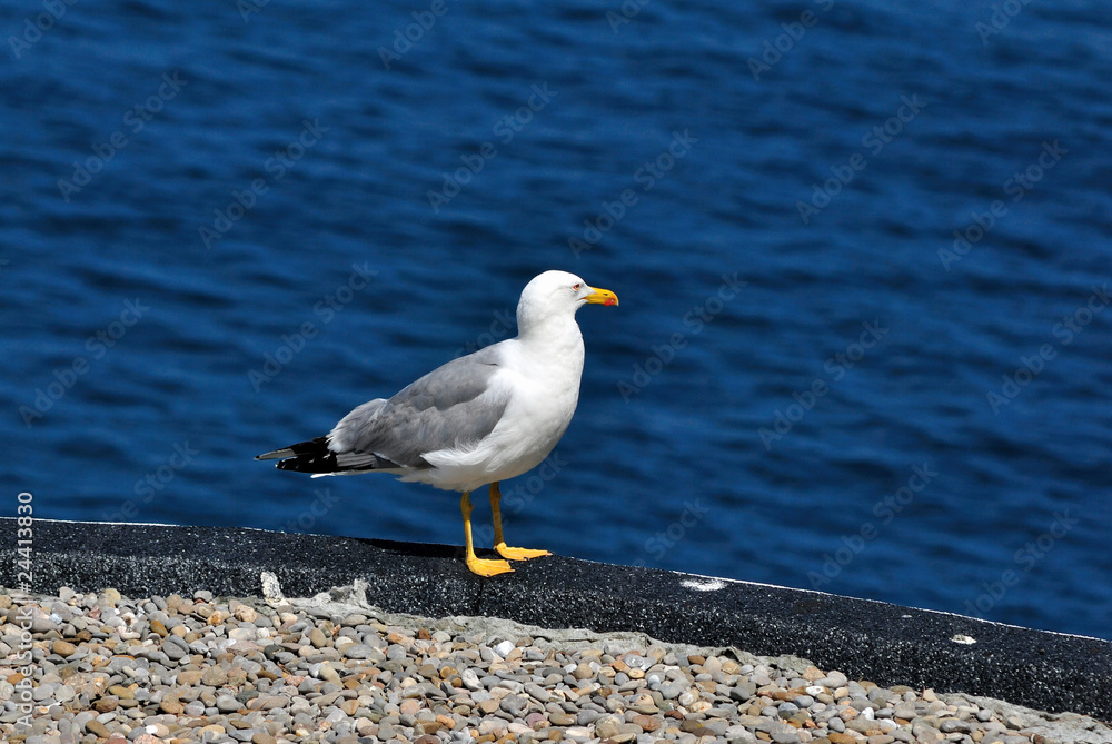 Fototapeta premium Gaviota