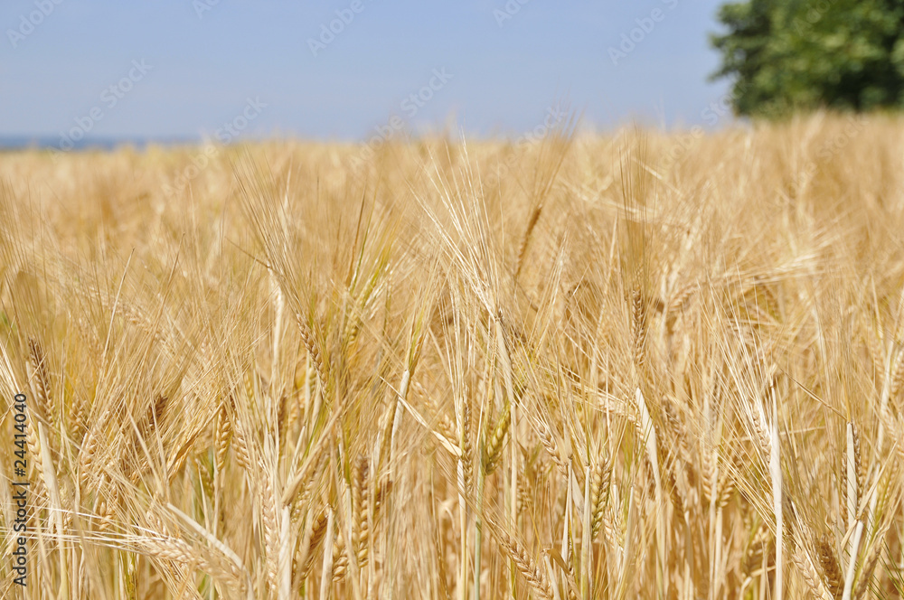 Fototapeta premium Gerstenfeld