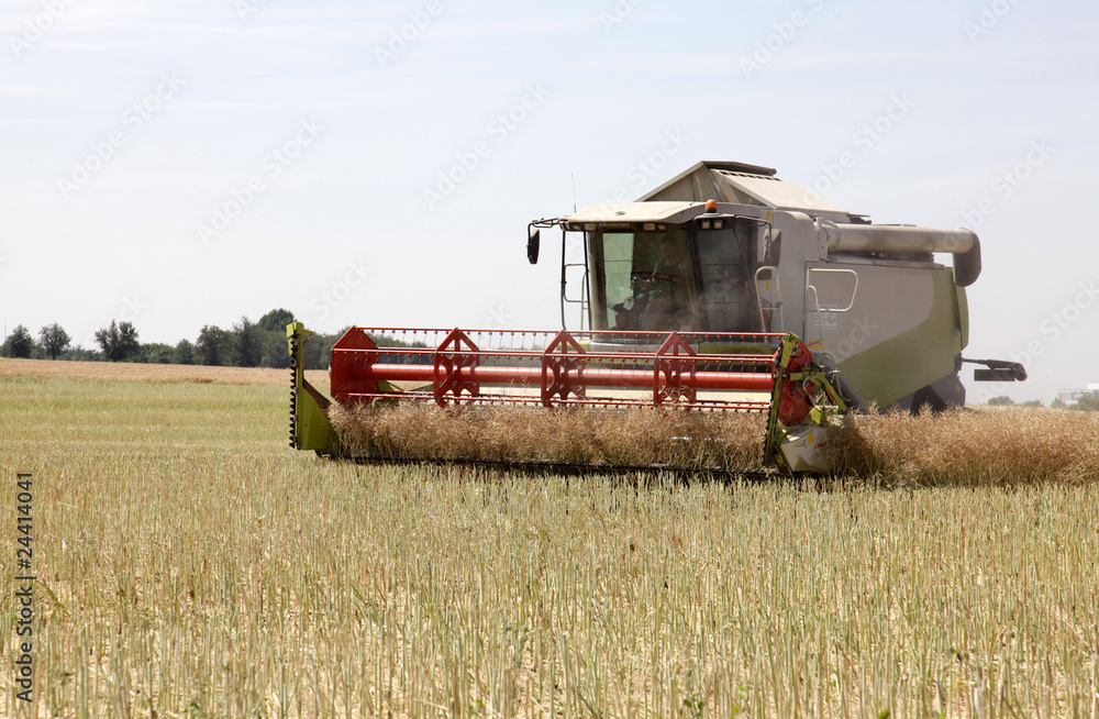 Fototapeta premium rapsernte 2