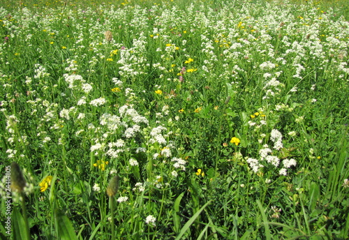 Prairie grasse.