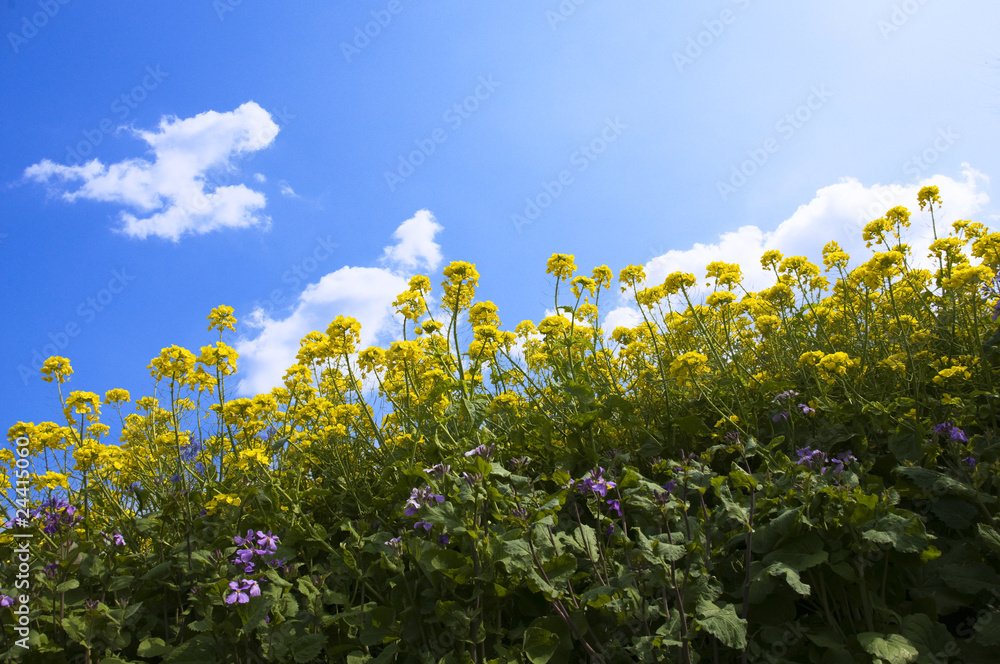 菜の花畑 菜の花畑