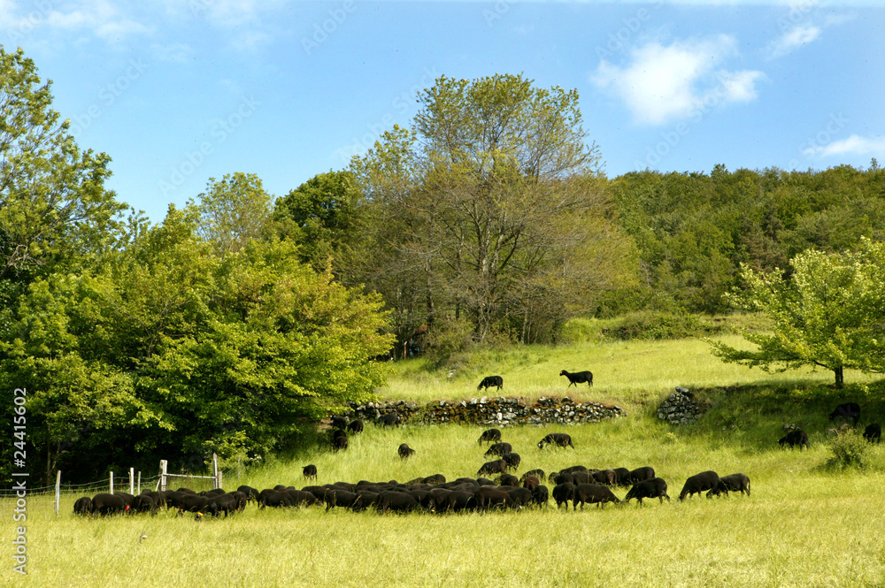 Obraz premium troupeau de mouton noir dans un pré