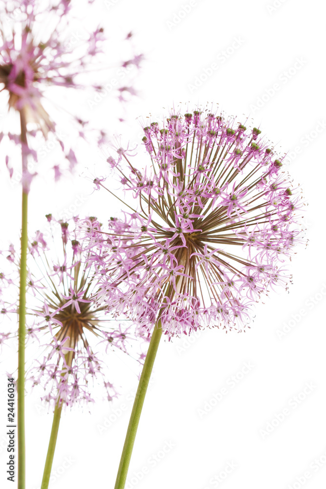 Fototapeta premium Close up of the flowers of some Chives