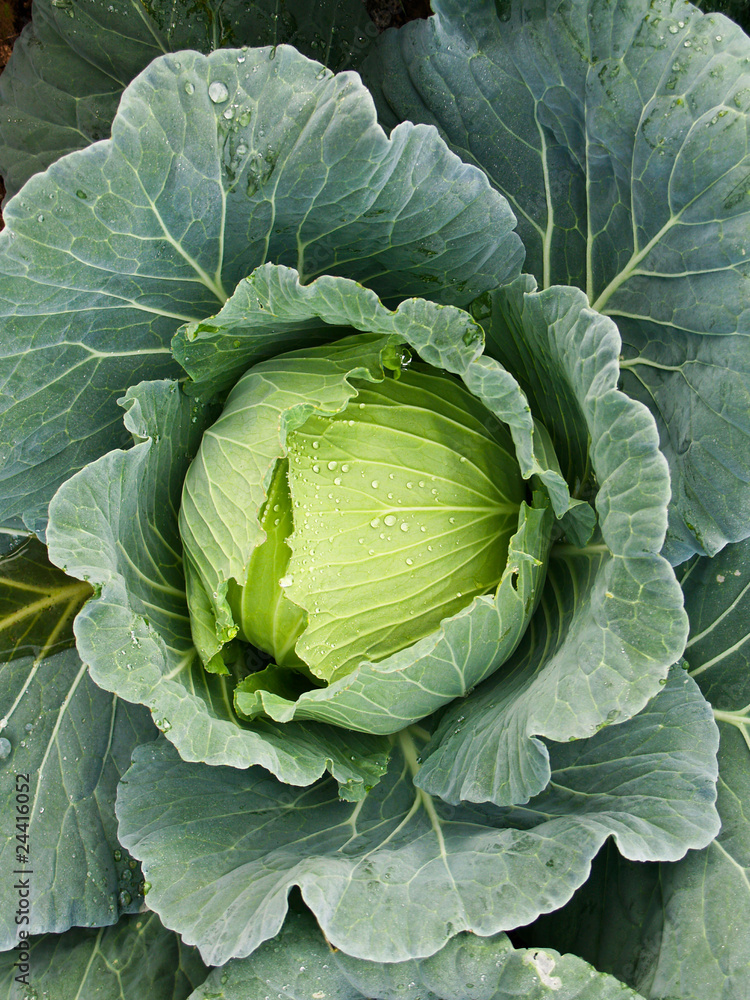 Obraz premium cabbage