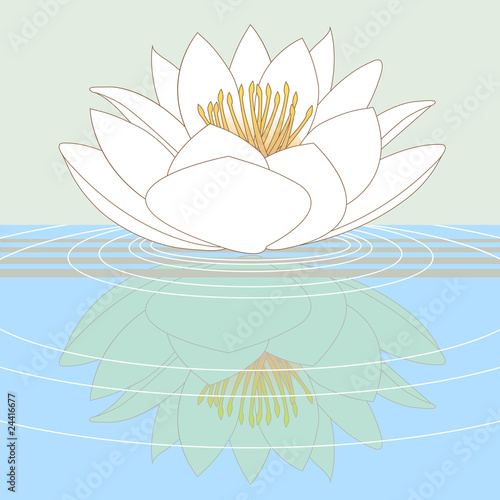 Water lily