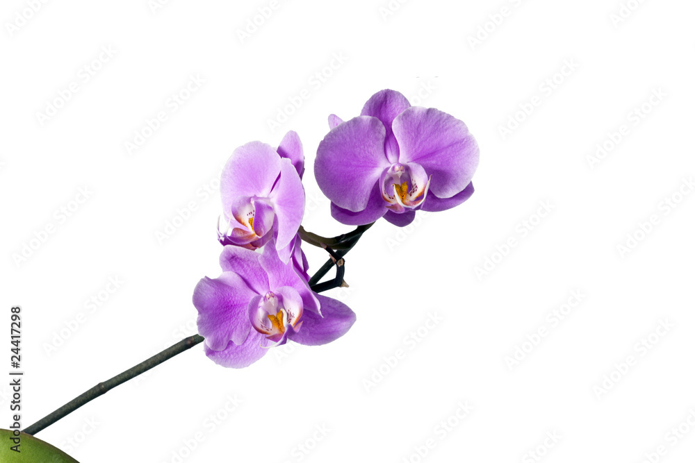 Obraz premium Orchidee