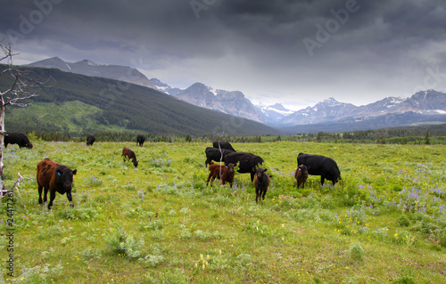 Cattle in scenic landscape