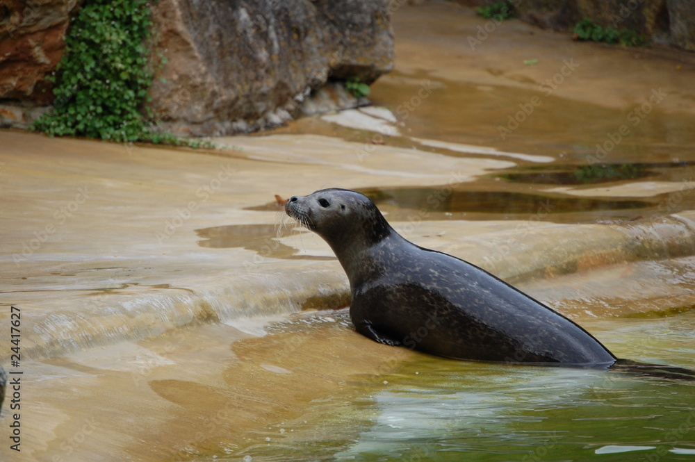 Fototapeta premium Robbe