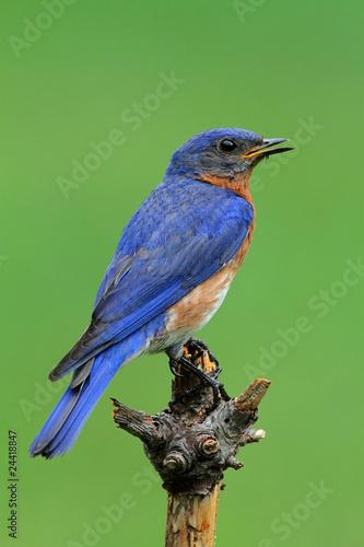 Eastern Bluebird © Steve Byland