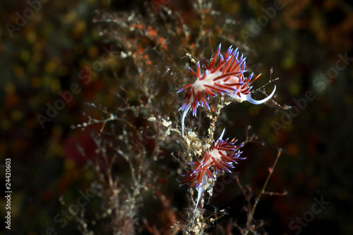 flabellina rosa photo