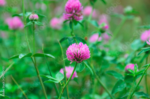pink flowers with green clover leaves