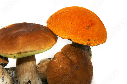 Porcini mushroom (Boletus edulis) aka bolete or penny bun isolat