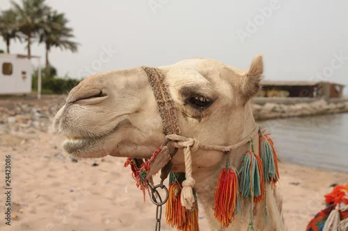Fototapeta samoprzylepna camel on the beach