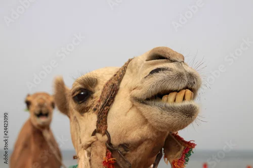 Fototapeta samoprzylepna wielbłąd dromader
