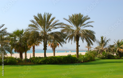 Palms at the beach of  luxury hotel, Dubai, UAE © slava296