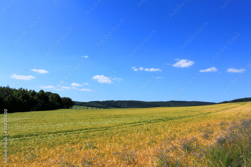 rural landscape with fields forest blue sky and white clouds