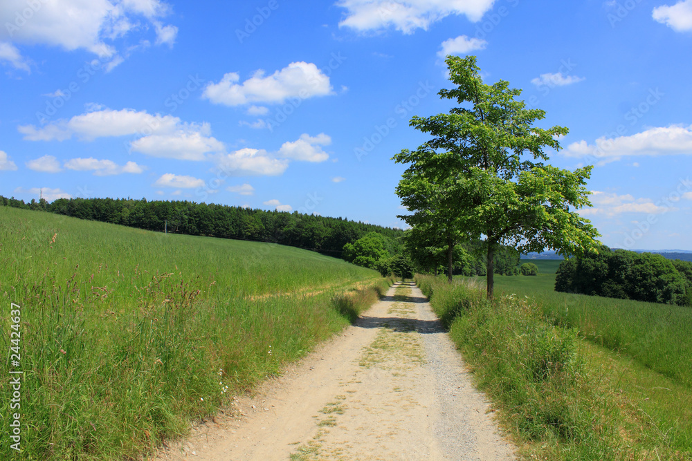 rural path green field trees blue sky white clouds