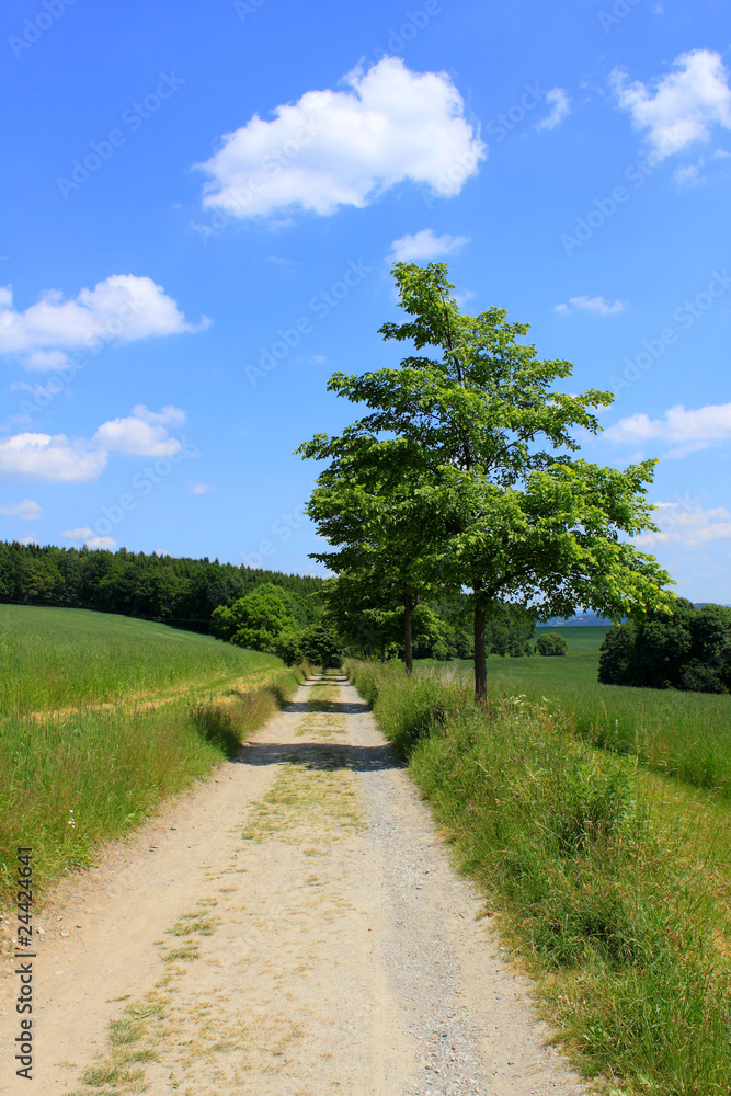 rural path green field trees blue sky white clouds